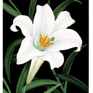 CARTE FLOWER ILLUSTRATION LILY