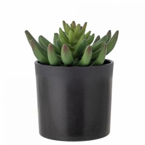 PLANTE VERTE ECHEVERIA
