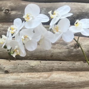 ORCHIDEE TIGE BLANC