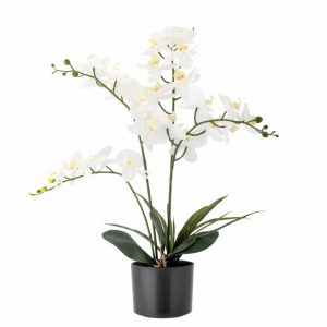 ORCHIDEE BLANCHE