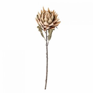PROTEA TIGE DE FLEUR NATURE