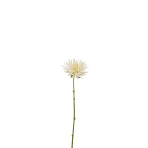 CHRYSANTEME MINI BLANC SMALL