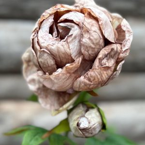 PIVOINE TIGE DE FLEUR DRY BROWN