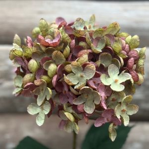 HYDRANGEA TIGE DE FLEUR DRY PINK GREEN