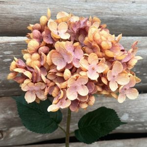 HYDRANGEA TIGE DE FLEUR DRY PINK