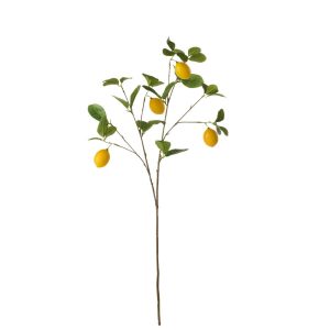 BRANCHE DE CITRONIER