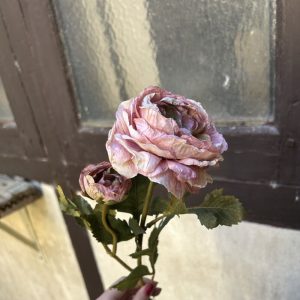 RENONCULE TIGE ROSE