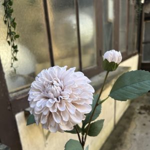 DAHLIA POMPON BEIGE
