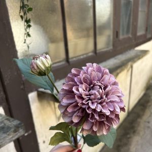 DAHLIA POMPON PURPLE