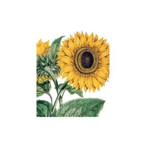 CARTE HELIANTHUS SUNFLOWER