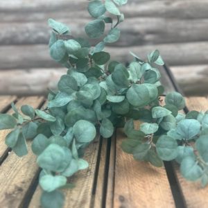 EUCALYPTUS BRANCHE VERT