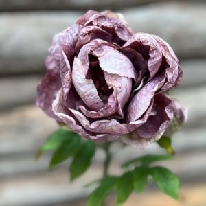 PIVOINE TIGE DE FLEUR DRY PURPLE