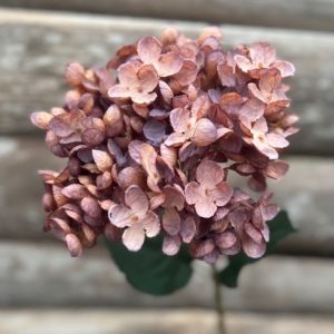 HYDRANGEA TIGE DE FLEUR DRY PURPLE