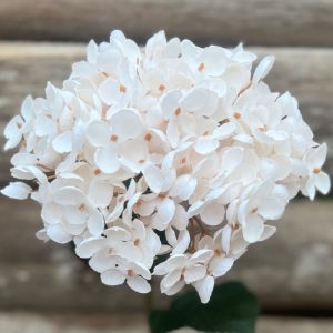 HYDRANGEA TIGE DE FLEUR DRY WHITE