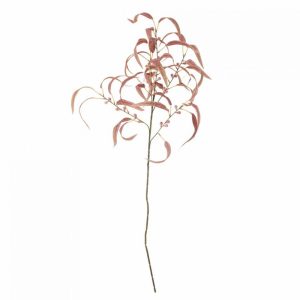 EUCALYPTUS TIGE ROUGE