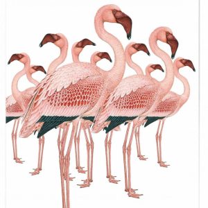 CARTE FLAMINGOS