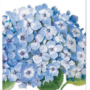 CARTE HYDRANGEA BLEU