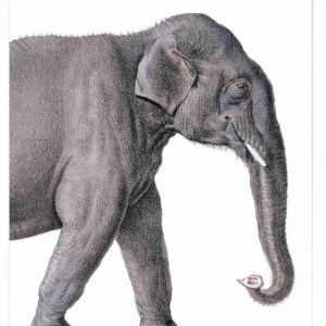 CARTE ASIAN ELEPHANT