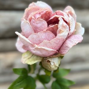 PIVOINE TIGE DE FLEUR PINK GREEN