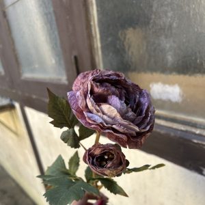 RENONCULE TIGE POURPRE