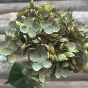 HYDRANGEA TIGE DE FLEUR DRY GREEN