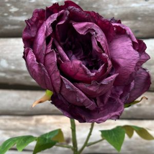PIVOINE TIGE DE FLEUR DARK PURPLE