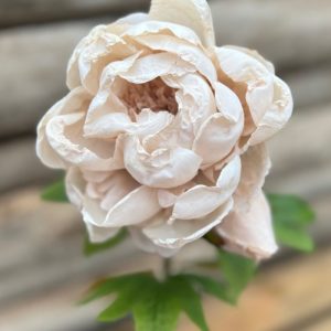 PIVOINE TIGE DE FLEUR DRY BEIGE
